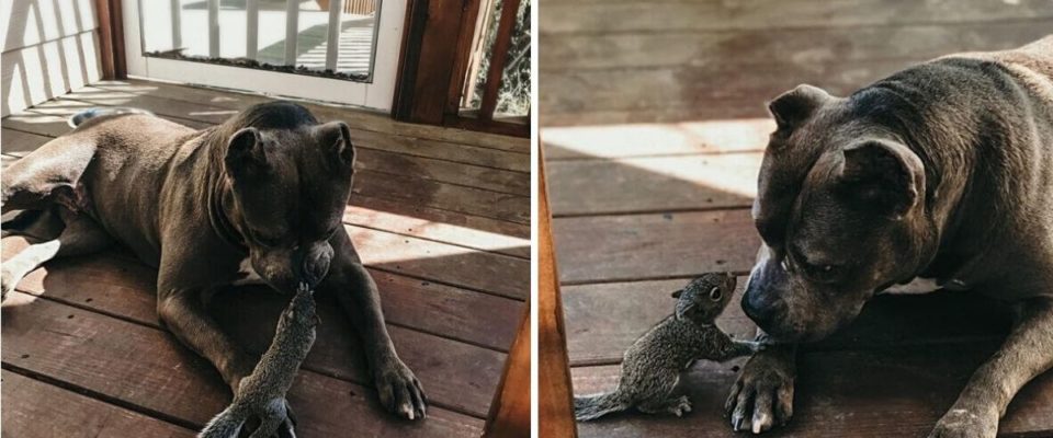 Cão adota um esquilo órfão e eles se tornam amigos inseparáveis