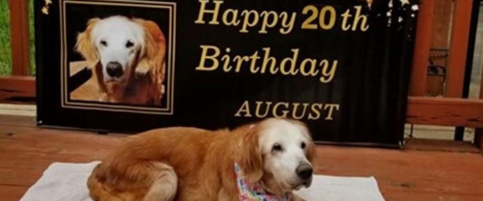Cão faz 20 anos e bate recorde de vida como o Golden Retriever mais velho da história