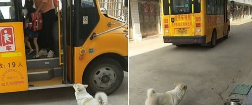 Cão leva sua dona até o ônibus escolar para garantir que nada aconteça com ela