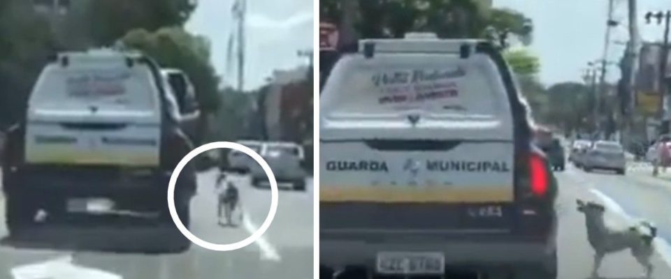 Cão perseguiu policiais que prenderam seu dono que mora na rua, ele os fez parar para acompanhá-lo