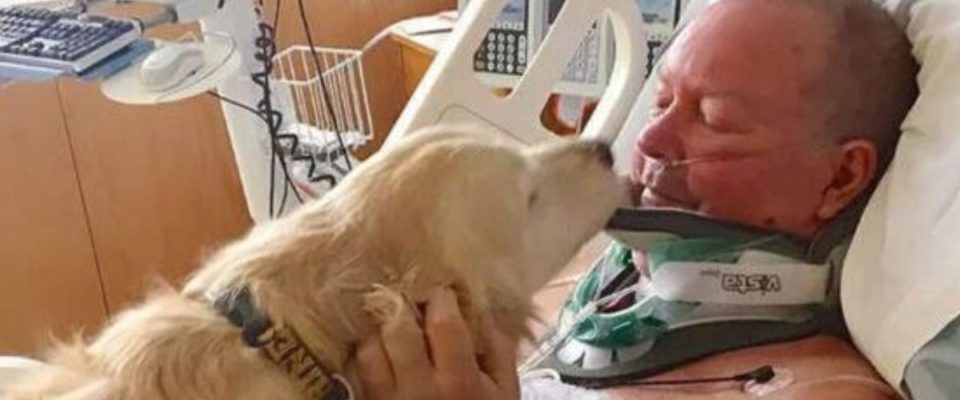 Cão salvou a vida do seu dono deitando sobre ele em condições de congelamento