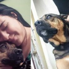 “Carta” de cão resgatado para dono que o abandonou emociona a todos