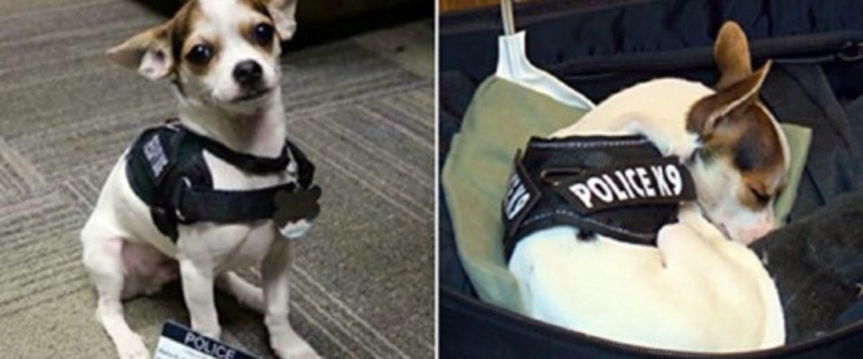 Chihuahua resgatado se junta a polícia e se torna o cão policial mais adorável