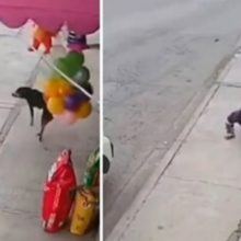 Homem cai ao tentar chutar um cachorro que estava latindo para ele