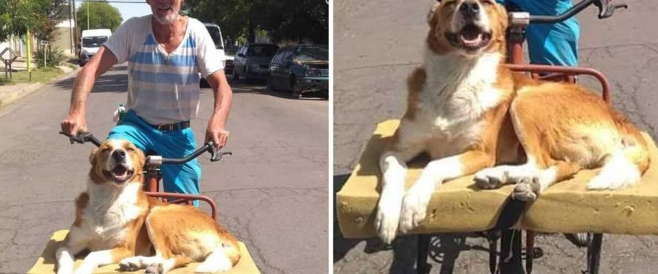 Homem faz caminha adaptada para seu cão, ele ama passear na bicicleta com o dono