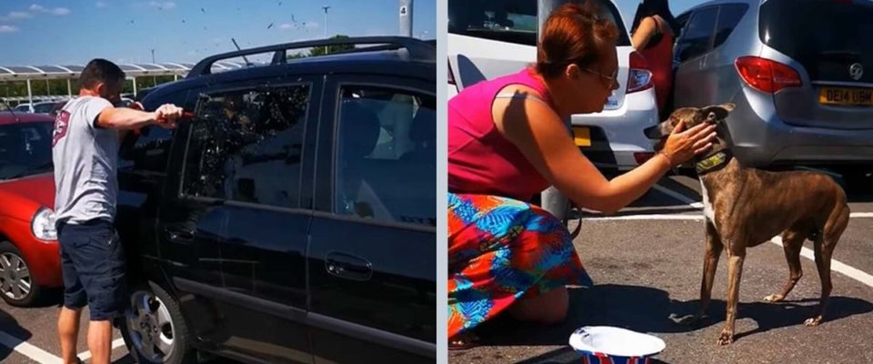 Homem quebra janela do carro no sol para salvar cão preso