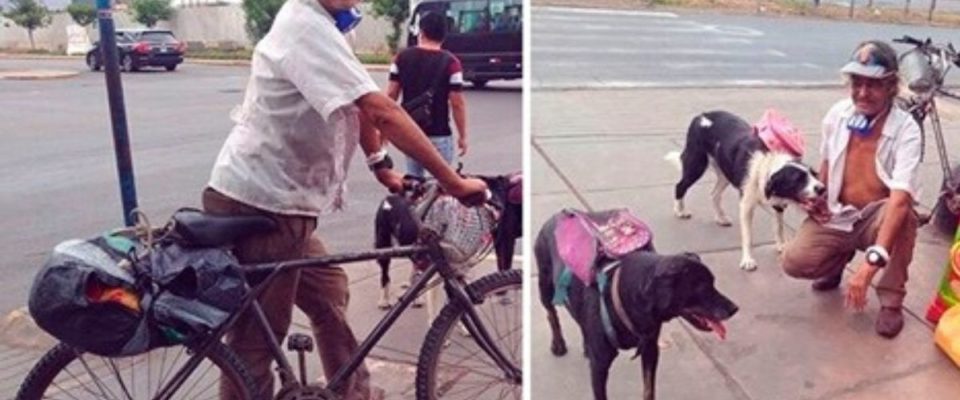 Idoso leva comida para cães de rua todos os dias e muda suas vidas