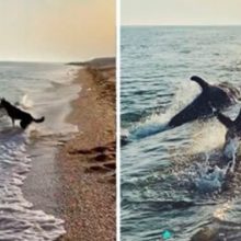 Momento em que um cão e um golfinho brincam foi filmado em uma praia