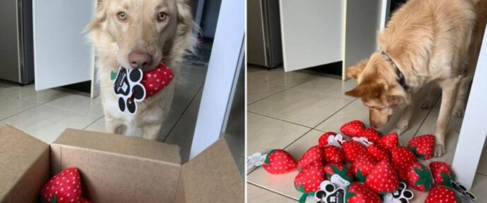 O brinquedo favorito deste cão é descontinuado e a loja envia para ele uma caixa completa