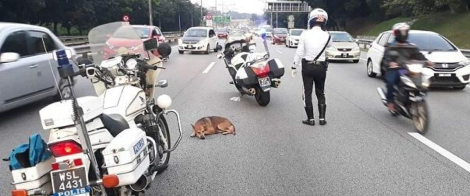 Policiais resgatam cachorro ferido vagando pela rodovia federal