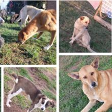 Uma ação solidária arrecada ração para mais de 120 cães abandonados