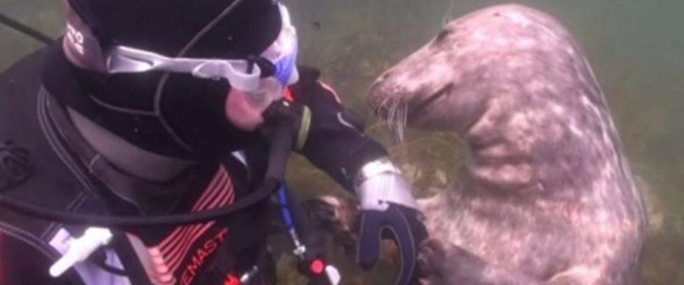 Uma foca pediu carinho na sua barriga para um mergulhador