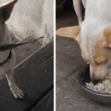 Cão de rua leva presentes para mulher que o alimenta todos dias até ser adotado