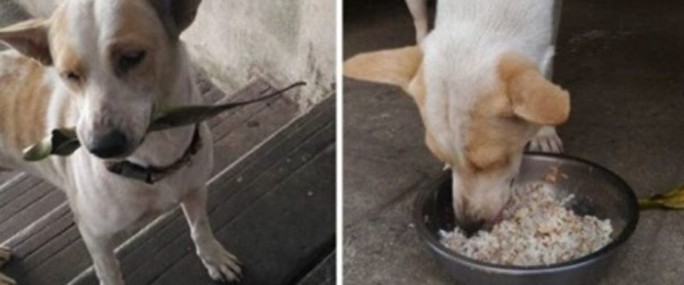 Cão de rua leva presentes para mulher que o alimenta todos dias até ser adotado
