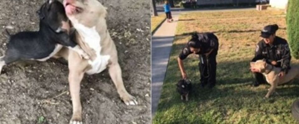 Cão e porco são “detidos” por policiais por fazer arruaça na casa da vizinha