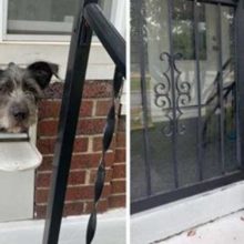 Cão percebe que a caixa de correio é uma maneira perfeita para dar oi para as pessoas do bairro