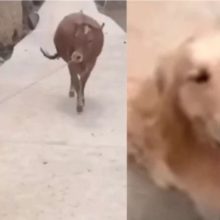 Cão tem hábito de trazer objetos para casa, mas dessa vez apareceu com uma vaca