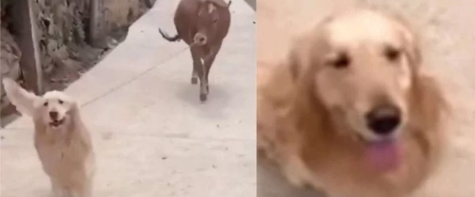 Cão tem hábito de trazer objetos para casa, mas dessa vez apareceu com uma vaca