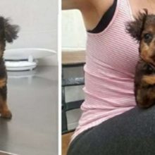 Cãozinho que seria sacrificado por “não andar direito” é salvo e adotado por veterinária