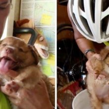 Ciclista salva a vida de um cão que encontrou abandonado no deserto