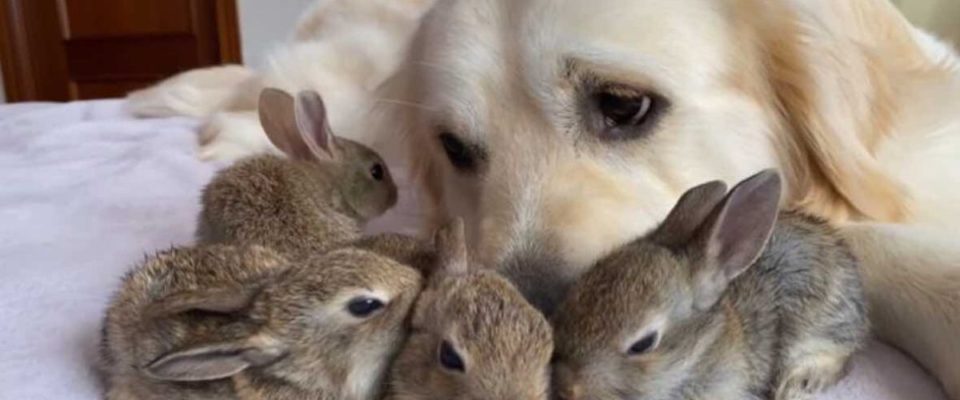 Coelhinhos Pensam Que um Cão é a Sua Mãe é a Coisa Mais Fofa Que Você Vai Ver Hoje