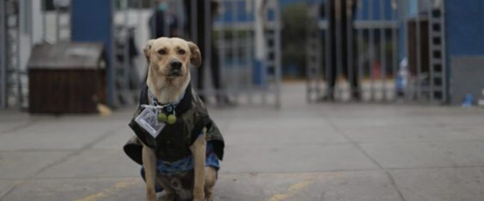 Hachiko peruano : cão espera seu dono há três dias fora do hospital Almenara