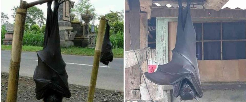 Morcego do tamanho de um humano causa medo nas redes sociais