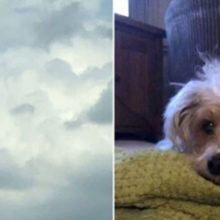 Mulher de coração partido vê o rosto de seu cachorro no céu horas após sua morte