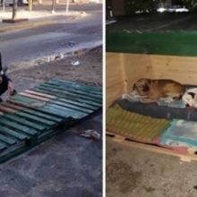 Mulheres constroem casinha para proteger cães de rua do frio, eles descansam aliviados
