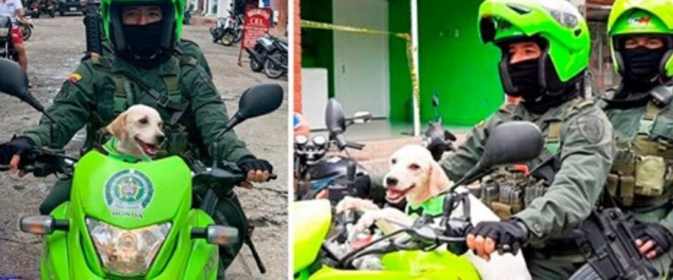 Polícia resgata cãozinho e o adota como novo patrulheiro da equipe