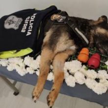Polícia se despede do cão com um belo funeral. Seus brinquedos o acompanharam