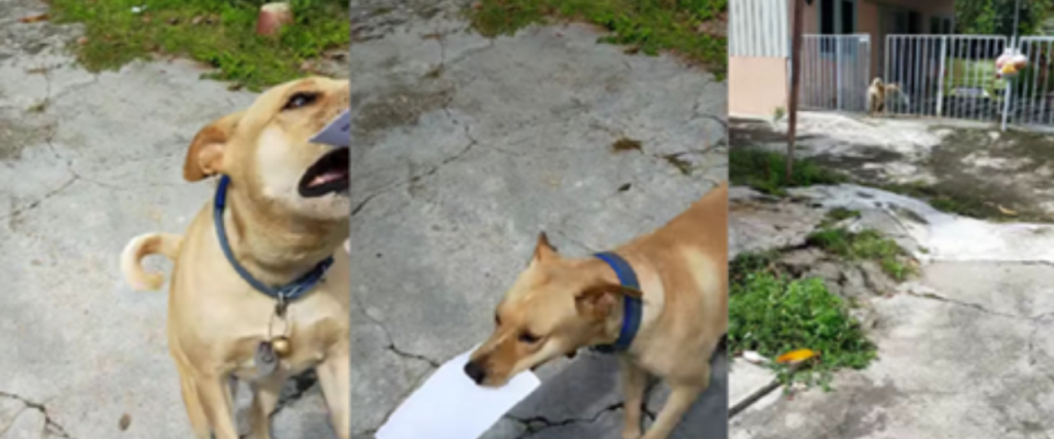 Quatro anos de amizade – cão ajuda carteiro a entregar cartas para o seu dono