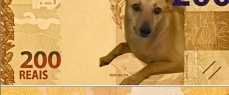 Um deputado faz abaixo-assinado para cão vira-lata caramelo virar nota de R$ 200