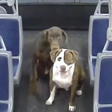 Um motorista de ônibus salvou dois cães perdidos e com frio