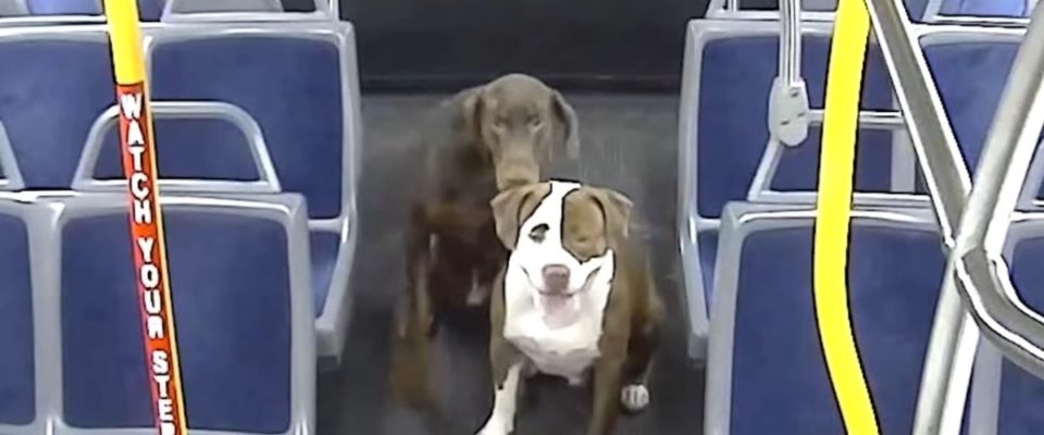 Um motorista de ônibus salvou dois cães perdidos e com frio