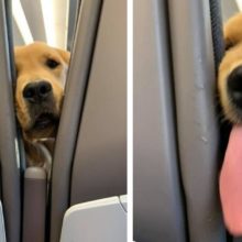 Passageiro tem surpresa dentro do avião, um Cão mostrando a língua