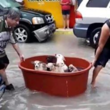 Vídeo de família salvando seus cães em uma banheira em enchente faz sucesso