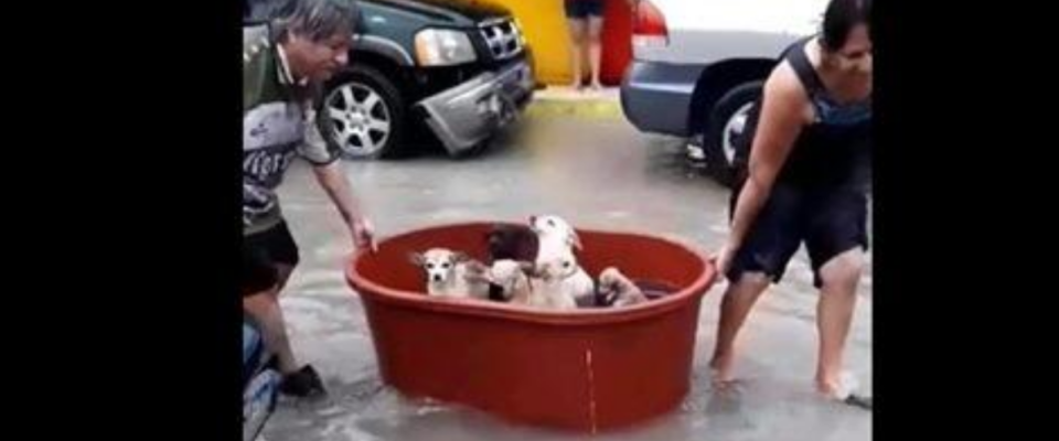 Vídeo de família salvando seus cães em uma banheira em enchente faz sucesso