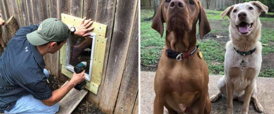 Vizinhos constroem porta na cerca para seus cães poderem brincar um com o outro