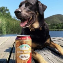 Busch Beer lança a Dog Brew uma cerveja feita especificamente para cães