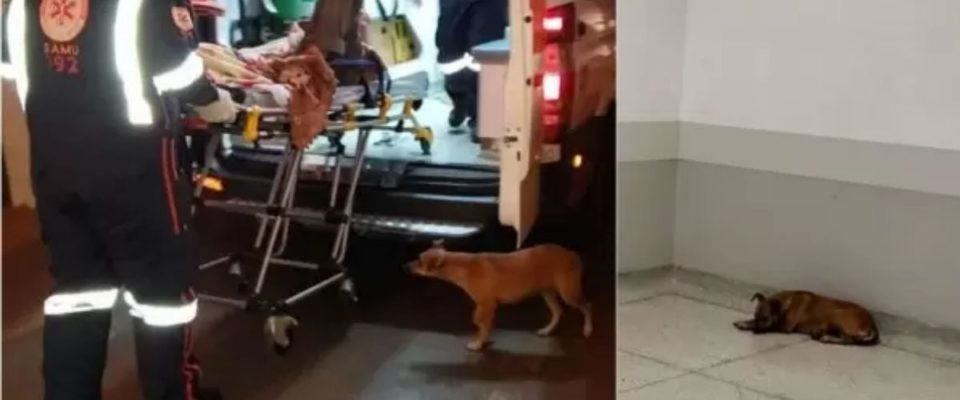 Cachorrinho fiel acompanha o seu dono inconsciente até hospital no PR; vídeo