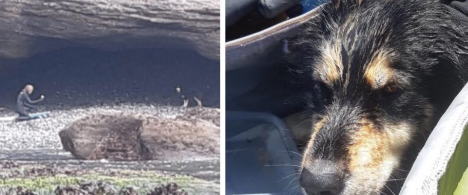 Cachorro perdido por meses em uma caverna remota é resgatado por surfistas