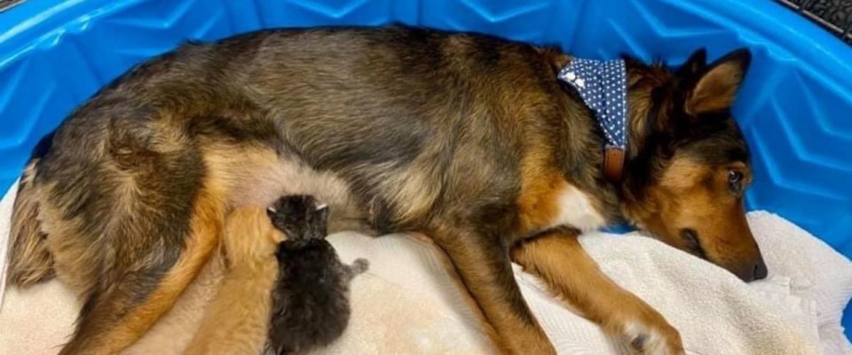 Cachorro resgatado que perdeu seus filhotes adota trio de gatinhos órfãos