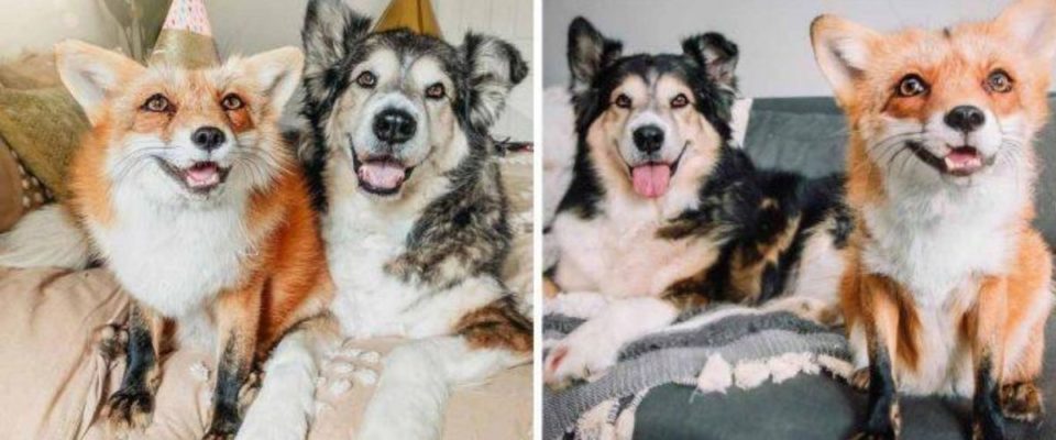 Cachorro resgatado se torna o melhor amigo de uma raposa sorridente