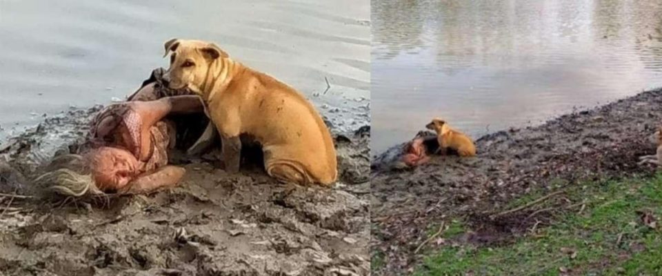 Cães se mostram fiéis e não abandonam idosa caída na lama na beira de um rio
