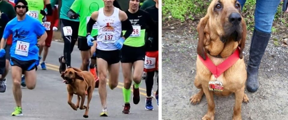 Cão acidentalmente corre meia maratona depois de ser solto para fazer xixi, termina em 7º