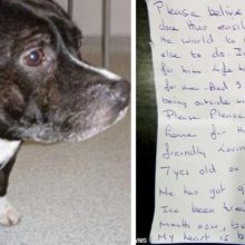 Cão é deixado dentro de uma igreja com carta de desculpas na coleira