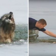 Cão gritava por socorro enquanto se afogava em água gelada – felizmente, a ajuda não estava longe