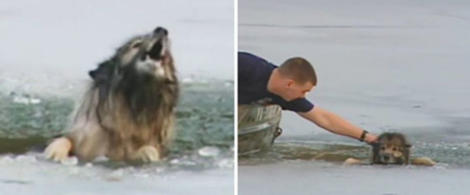 Cão gritava por socorro enquanto se afogava em água gelada – felizmente, a ajuda não estava longe