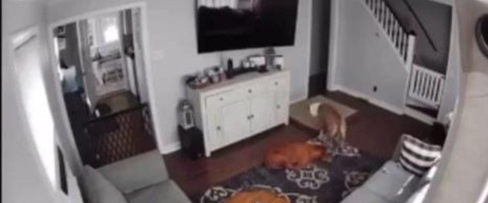 Cão leva a cama para seu irmão doente e momento fofo é flagrado pela câmera